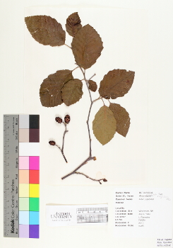 primary herbarium image
