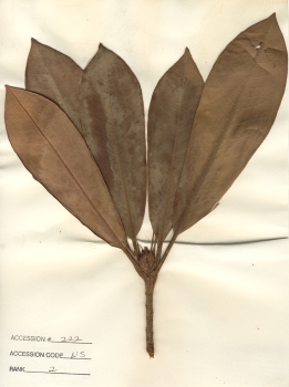 primary herbarium image