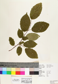 primary herbarium image