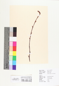 primary herbarium image