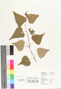 primary herbarium image
