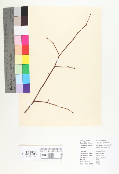 primary herbarium image