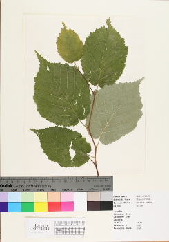 primary herbarium image