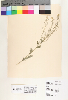 primary herbarium image