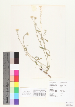 primary herbarium image