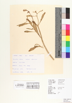primary herbarium image