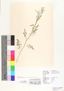 primary herbarium image