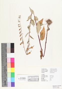 primary herbarium image