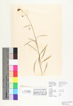 primary herbarium image