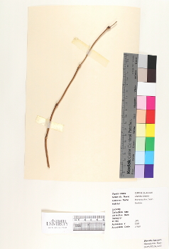 primary herbarium image