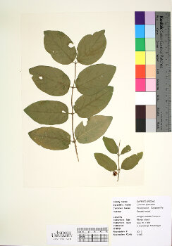 primary herbarium image