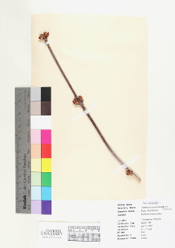 primary herbarium image