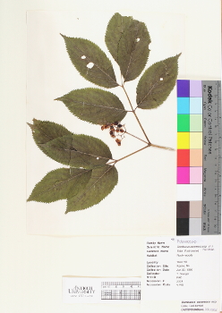 primary herbarium image