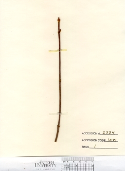 primary herbarium image