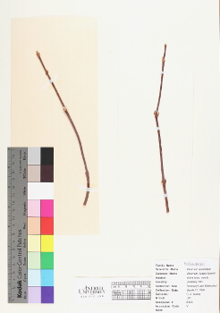 primary herbarium image