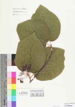 primary herbarium image