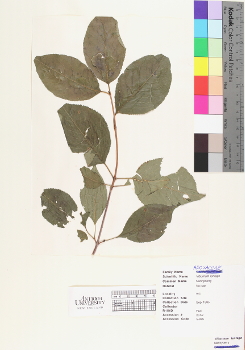 primary herbarium image