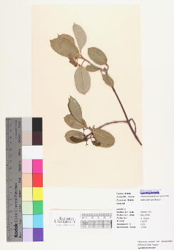 primary herbarium image