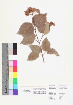 primary herbarium image