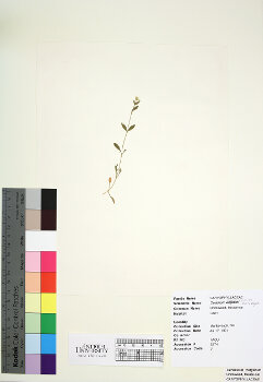 primary herbarium image