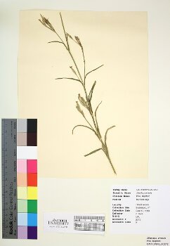 primary herbarium image