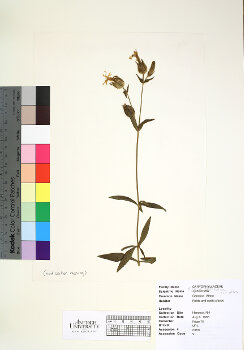 primary herbarium image