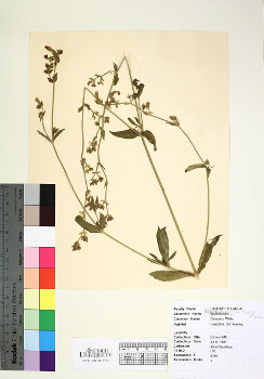 primary herbarium image