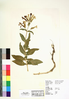 primary herbarium image