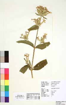 primary herbarium image