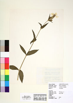 primary herbarium image
