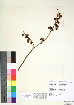 primary herbarium image