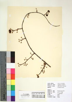 primary herbarium image