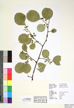 primary herbarium image