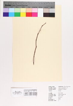 primary herbarium image