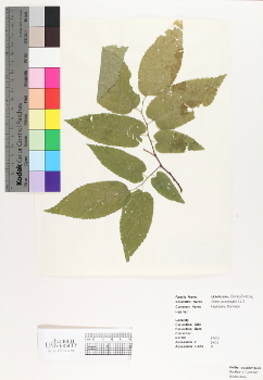primary herbarium image