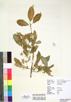 primary herbarium image