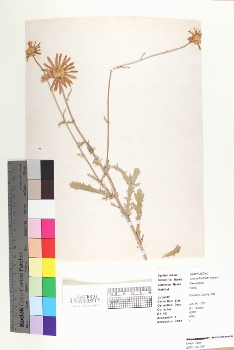 primary herbarium image