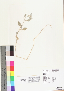 primary herbarium image