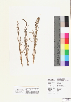 primary herbarium image