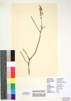 primary herbarium image