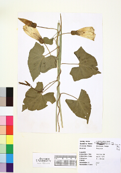 primary herbarium image