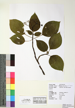 primary herbarium image