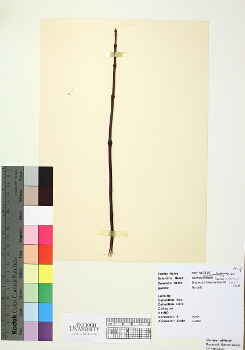 primary herbarium image