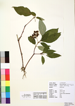 primary herbarium image