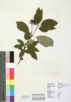 primary herbarium image