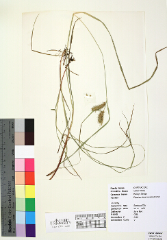 primary herbarium image