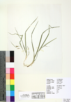 primary herbarium image