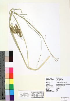 primary herbarium image