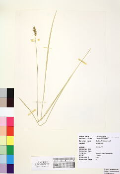 primary herbarium image