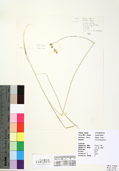 primary herbarium image